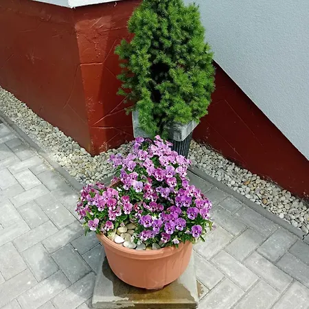 Zamor Nyaralo Holiday home *